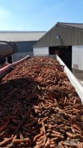 Sprzedam marchew idealna na export na Ukrainie. Opakowanie big Beg. Towar z chłodni. Ilość 200 ton