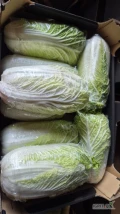 Witam sprzedam ładną kapustę pekińską w kartonie na gotowo czystą w środku bez robaka i czarnego z możliwością dowozu