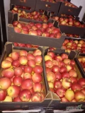 Dostarczam jabłka deserowe na codzienne spożycie. Mix odmian l klasy 3 wybory Cena producenta . Dowóz 2 x paliwo