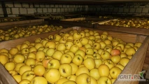 Sprzedam jablka golden 150 skrzyn 