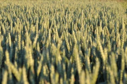 Nieco niższe prognozy zbożowe USDA