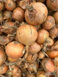 Sprzedam cebulę, gruby kaliber