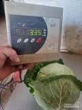 Sprzedam kapustę białą, prosto z pola. Odmiana Gazella. Główka w przedziale od 3kg do 4kg. Sprzedam na sztuki lub kilogramy. Cena do...