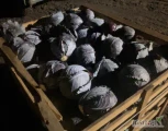 Sprzedam kapustę czerwoną od 1.5 do 3.5 kg ładna duże ilości 