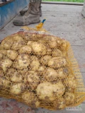 Witam sprzedam ziemniaki młode odmiana volumia