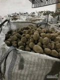 Sprzedam ziemniaki odmiana Satina, Lili opakowanie big bag lub worek 15 kg 