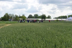 Pola Klasy S - hity od Syngenty