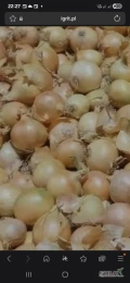 KUPIĘ CEBULE ZŁOTĄ POZNYCH ODMIAN KALIBER 4-5 LUB 4-6 ILOŚCI BUSOWE LUB WIĘKSZE 