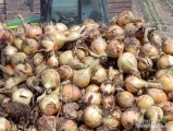 Cebula zimową odm. Swift,kal.4+ sprzedam na worek lub na obieranie