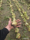 Sprzedam świeżą grubą cebulę na obieranie,. Towar jest uszykowany do zbierania, około 3-4 łódki 