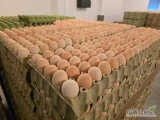 Sprzedam jaja kremowe z chowu na wolnym wybiegu ( L, M) ilości paletowe.