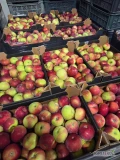 sprzedam Jabłka lobo kaliber 7 plus opakowanie karton 13kg  gotowe 300 kartonów. 