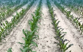 Doglebowo czy nalistnie? Zwalczanie chwastów w kukurydzy