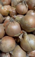 Sprzedam cebulę żółtą, Workowana 15 kg , Workowana 10 kg, Big Bag, Kaliber 50-70, 70-90, Fazer. Ilośc dowolna. 