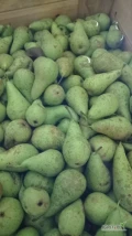 Sprzedam Konferencje  po gradzie. Gruszka zielona, twarda  z ka. Sprzedaż za wagę w skrzyni. Ilości tirowe.