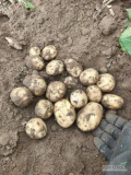 Sprzedam ziemniaki młode worek 15kg. Możliwość transportu. Zapraszam do współpracy.