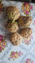 Sprzedam seler korzeniowy kaliber handlowy 0,5kg-1kg certyfikaty 