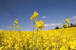 Kontrakty rzepakowe mocno w dół