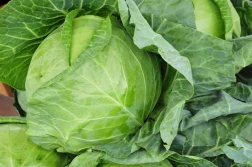 Ile kapusty uprawia się w Polsce?