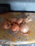 Sprzedam 80ton cebuli twardej odmiany Bingo typ rijnsburger 5. Cena za luz jak leci. Cebula 4+ ale większość 5-6cm. Trafia się fazarium....