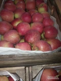 Sprzedam jabłka szampion chłodnia w uniwersalce od 8+