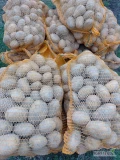 Sprzedam ziemniaki jadalne odmiana soraya pakowane po 15 kg 13zl woreczek lub prosto z kombajnu big bak możliwość dowozu większej...