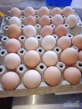 Sprzedam jajka wiejskie od młodej kury 