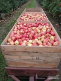 Sprzedam Jonagored Supra 30 skrzyń jabłko czyste bez uszkodzeń. 