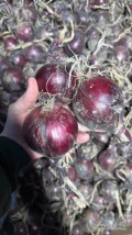 Sprzedam cebulę czerwoną 60%\6+ z dostawą do klienta 