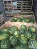 Sprzedam Polskiego arbuza około 25 ton odmiana karistan opakowanie dowolne zapraszam do kontaktu 80gr/kg 