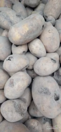 Sprzedam 6 ton ziemniaków paszowych, luzem, są wybrane w skrzyniopaletach.