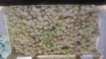 Sprzedam winogrono mołdawskie, odmiana: suruceni, klasa 2, cena 1 zł/kg 
