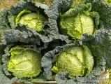 Witam. Sprzedam piękną kapustę Włoską 6 lub 4 sztuki w łuszczkę. Towar bez oznak robaka i chorób. Okolice Rawy Mazowieckiej.