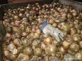 Sprzedam cebulę białą 0,50 i czerwoną 