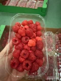 Sprzedam maline ze zwrotu 840 kg, bez pleśni. zainteresowanych zapraszam do konaktu.