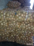 Sprzedam cebulę hybelle pakowaną w worek 15 kg,kal.4-8. Około 200 worków tygodniowo.