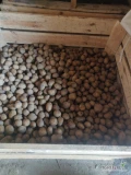 Do sprzedania posiadam ziemniaki Denar wielkości sadzeniaka 3-4.5 cm. Ziemniaki drugi rok po centrali.
