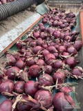 Sprzedam cebulę czerwoną na pakowanie 65%6+, import, Ilości tirowe, dostawa do klienta, co tydzień nowe oferty.