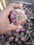 Witam,sprzedam czerwoną cebulę odmiany elektric .kaliber 4,5+ forma opakowania do uzgodnienia.zapraszam do kontaktu.