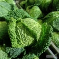 Sprzedam kapustę włoską 0.8-2.2kg