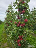 Sprzedam Red Jonaprince 90% w rozmiarze 7-9cm. Jablko czyste bez gradu i ordzawien. Łącznie okolo 150ton. Możliwy transport po...