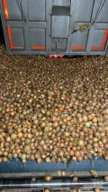 Na sprzedanie ladna cebula na worek 45/90 okolo 50 ton. 