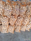 Sprzedam ziemniaki odmiany Jurek około 300 worków 