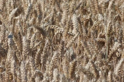 Trzeci tydzień stycznia '23 - zboża w dół