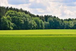 Pieniądze na zakładanie systemów rolno-leśnych