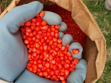 PIORiN: na co zwrócić uwagę kupując materiał siewny?