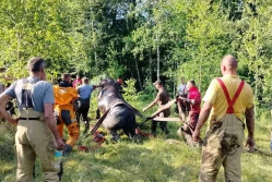Strażacy wyciągnęli z bagna dziewięć koni! - ZDJĘCIA
