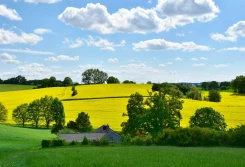 Rzepak z nowych zbiorów w górę. Jest pierwsze w tym roku 2000!
