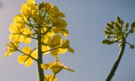 Uprawa rzepaku na glebach mozaikowatych