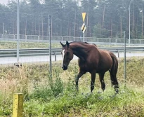 Uwaga! Koń na drodze ekspresowej...